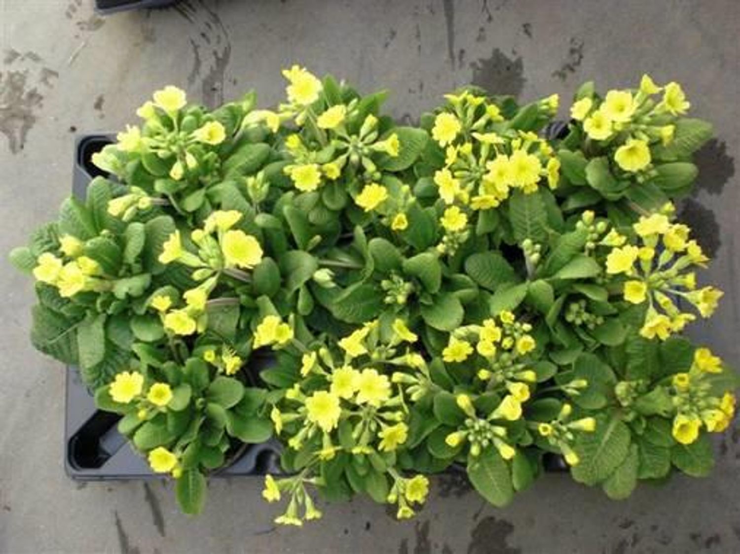 Primula officinalis — Plant Wholesale FlorAccess