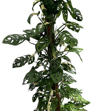 Monstera adansonii 'Variegata'