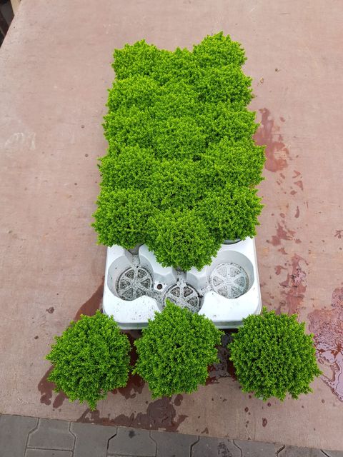 Hebe 'Emerald Gem'