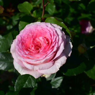 Rosa MEINE ROSE