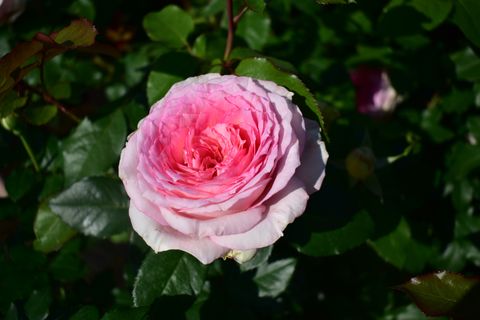 Rosa MEINE ROSE