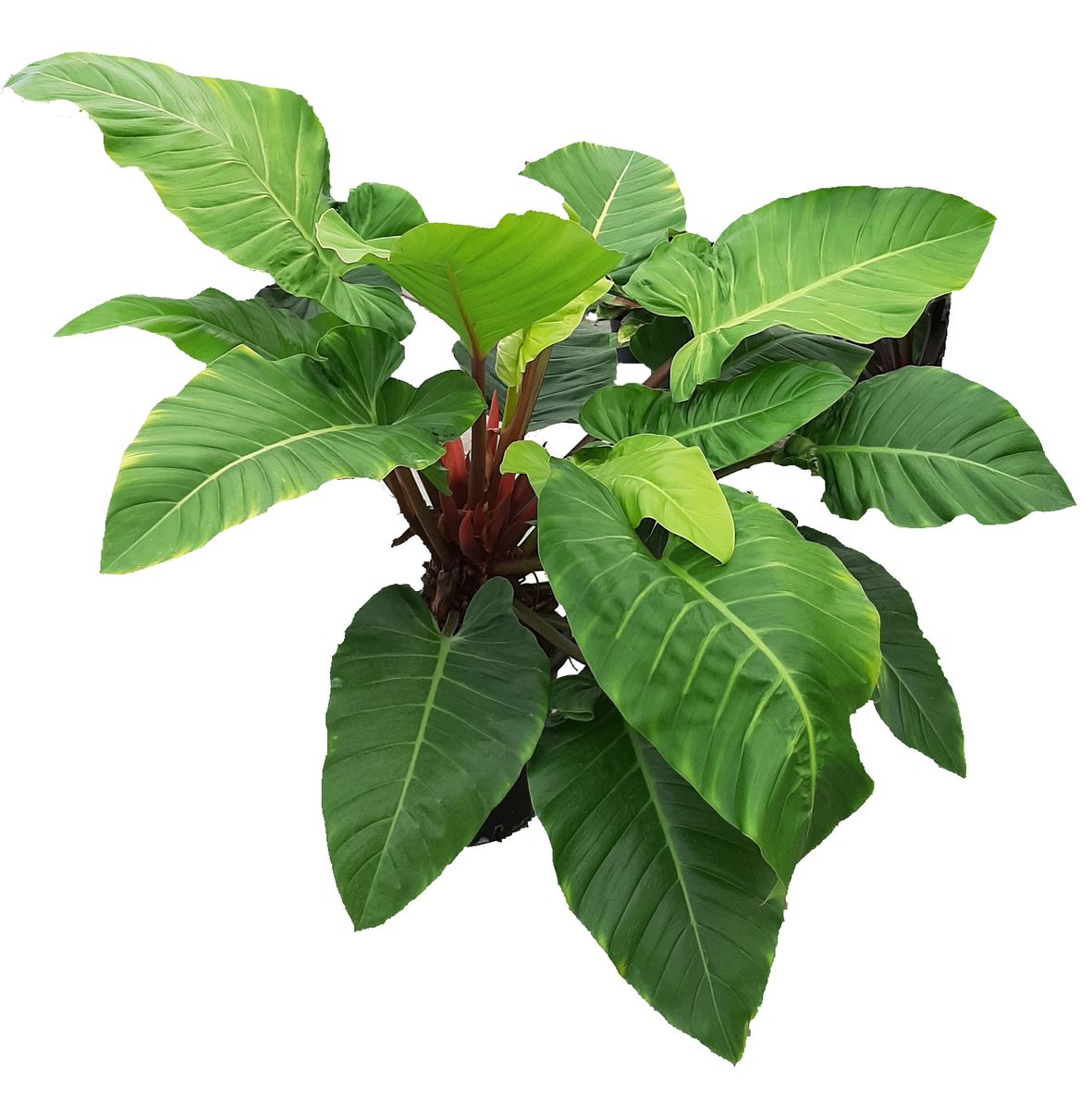 Philodendron Melinonii Ghost Pflanzengro handel FlorAccess philodendron-melinonii-ghost-pflanzengro-handel-floraccess