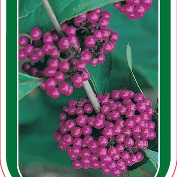 Callicarpa bodinieri 'Profusion'