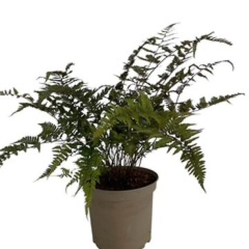 Athyrium niponicum pictum