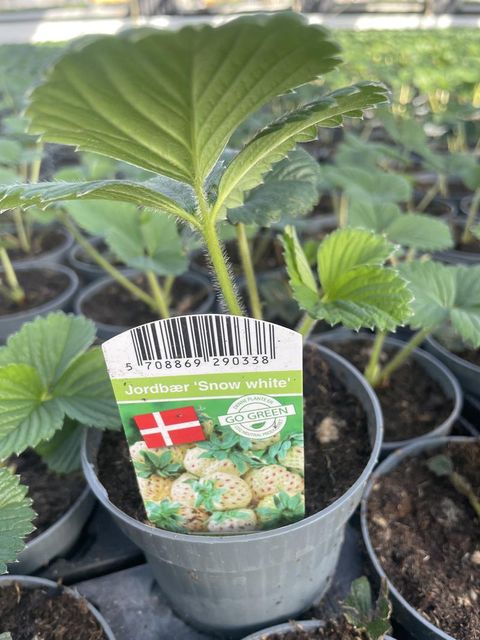 Fragaria x ananassa SNOW WHITE PINEBERRY XL