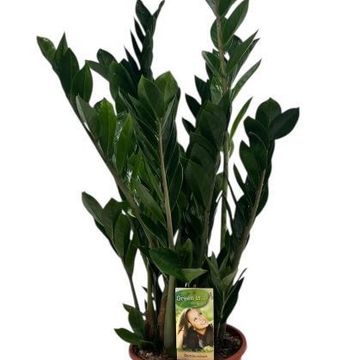 Zamioculcas zamiifolia