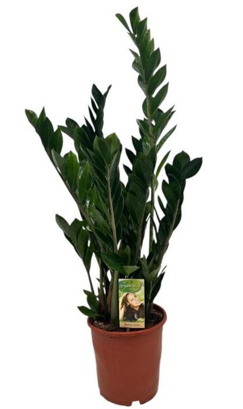 Zamioculcas zamiifolia