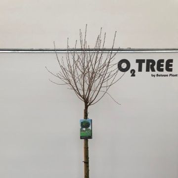 Prunus x eminens 'Umbraculifera'