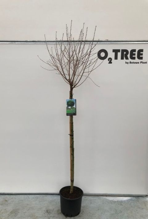 Prunus x eminens 'Umbraculifera'