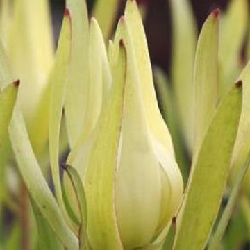 Leucadendron 'Inca Gold'