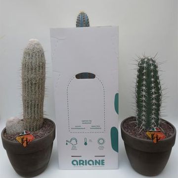 Cactus MIX