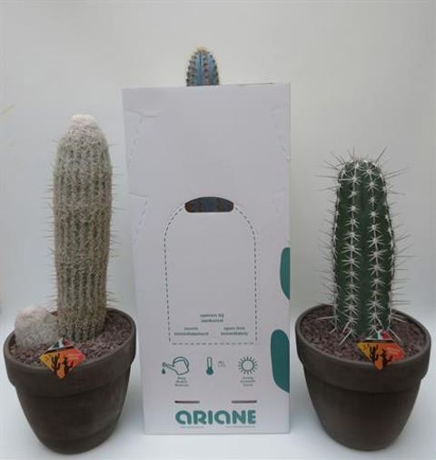 Cactus MIX