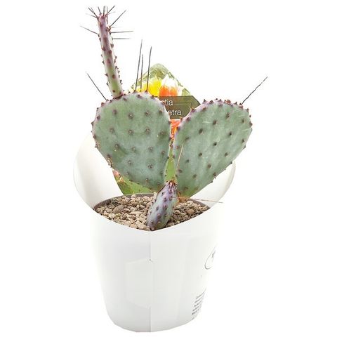 Opuntia macrocentra