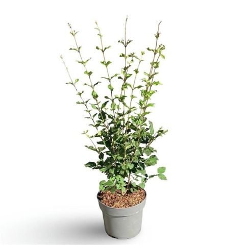 Syringa BLOOMERANG DARK PURPLE