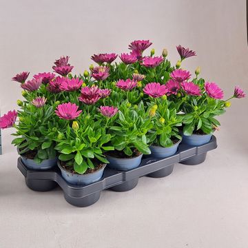Osteospermum SEÑORITA CARLA