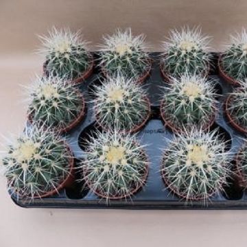 Echinocactus grusonii 'Albispina'