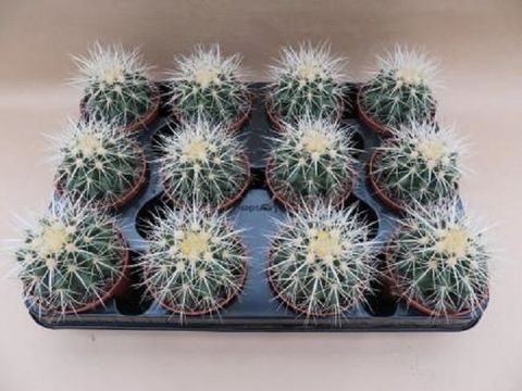 Echinocactus grusonii 'Albispina'