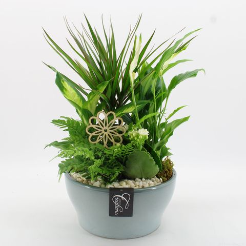 Arrangemang Krukväxter