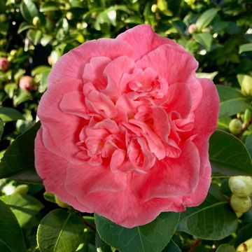 Camellia japonica 'Marie Bracey'