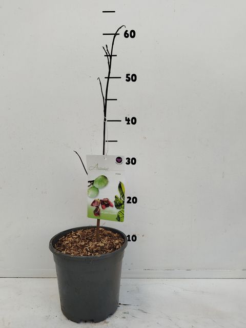 Asimina triloba
