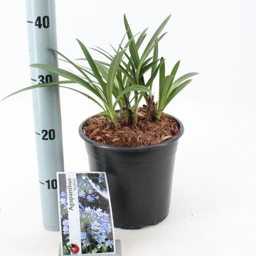 Agapanthus 'Sunfield'