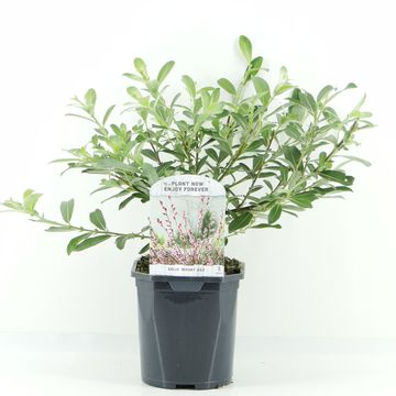 Ива gracilistyla 'Mt. Aso'