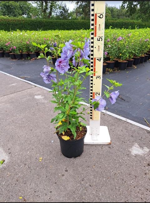 Hibiscus syriacus BLUE CHIFFON