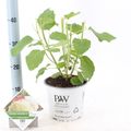 Hydrangea arborescens STRONG ANNABELLE / INCREDIBALL