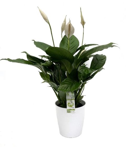Spathiphyllum SENSEO CUPIDO