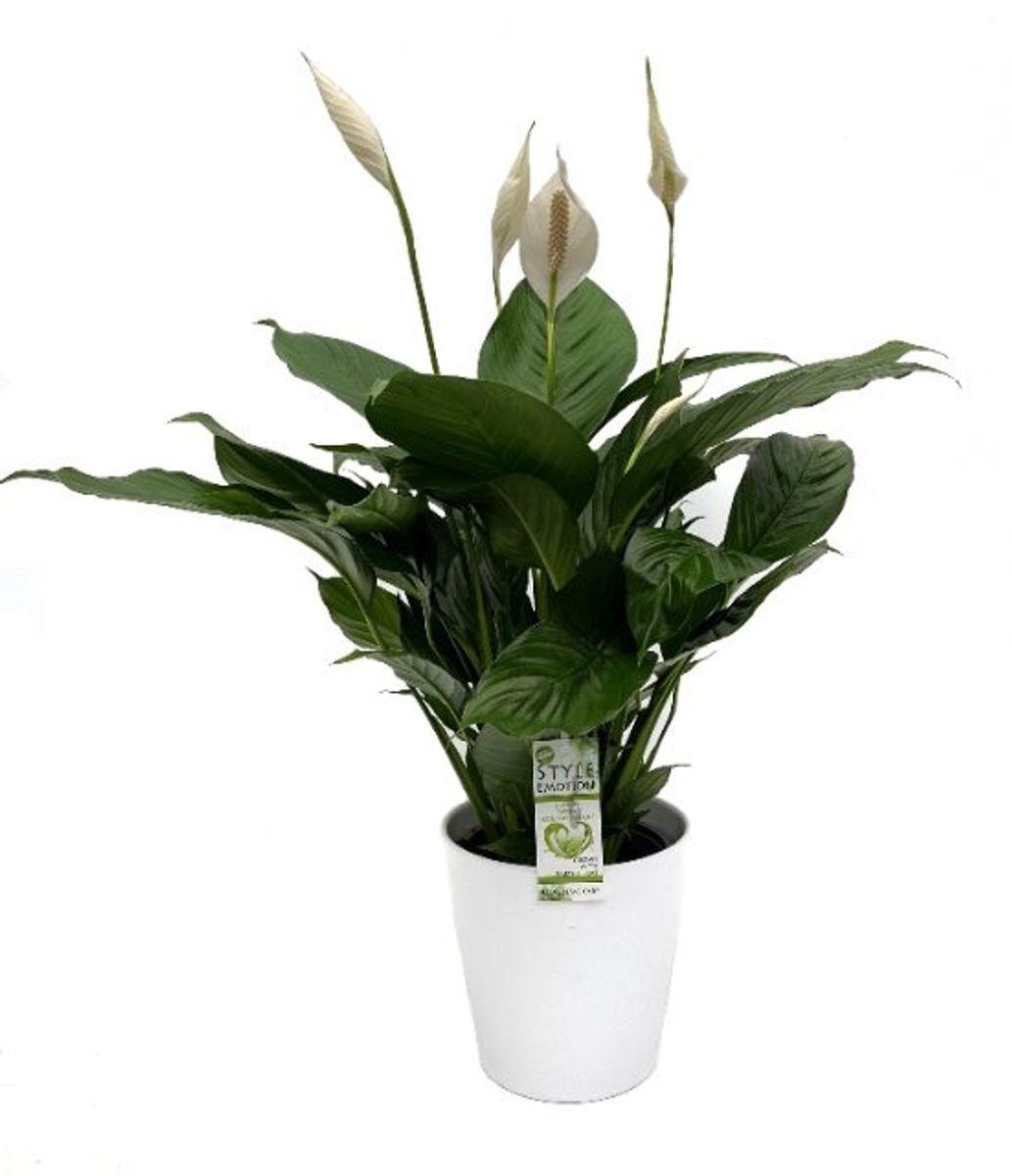 Spathiphyllum SENSEO CUPIDO — Plant Wholesale FlorAccess