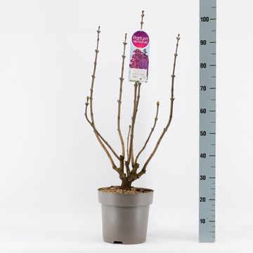 Syringa vulgaris 'Znamya Lenina'