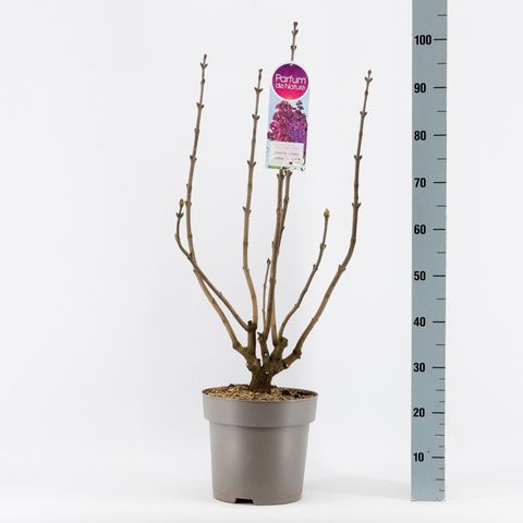 Syringa vulgaris 'Znamya Lenina'