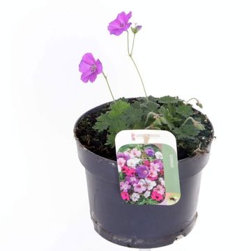 Geranium sanguineum 'Purple Glow'