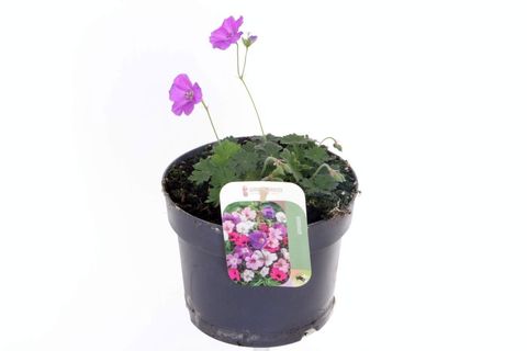 Geranium sanguineum 'Purple Glow'