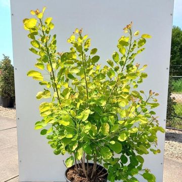 Cotinus coggygria GOLDEN SPIRIT