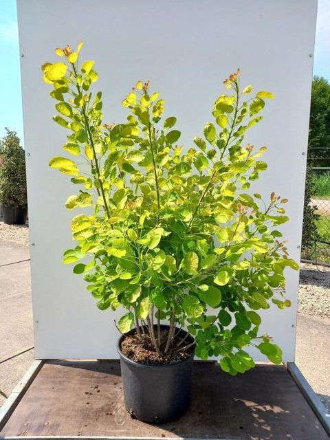 Cotinus coggygria GOLDEN SPIRIT