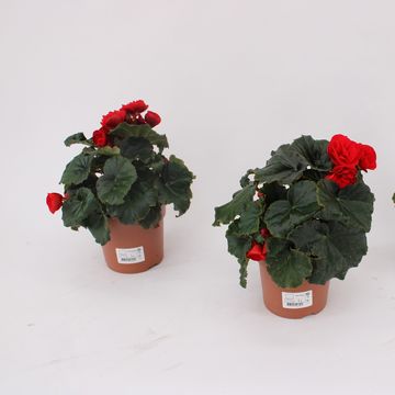 Begonia GLORY RED