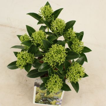 Skimmia japonica WHITE DWARF