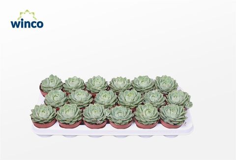 Echeveria 'Ramillette'