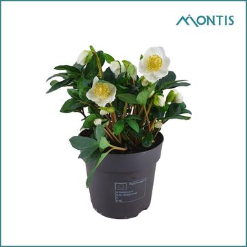 Helleborus niger 'Christmas Carol'