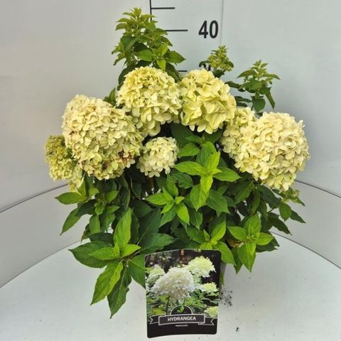 Hydrangea paniculata LITTLE SPOOKY