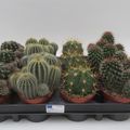 Cactos MIX