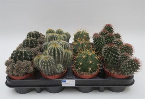 Cactos MIX