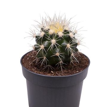 Echinocactus grusonii