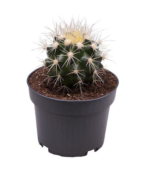 Echinocactus grusonii