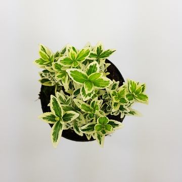 Euonymus japonicus 'White Spire'