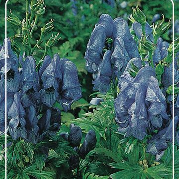 Aconitum fischeri