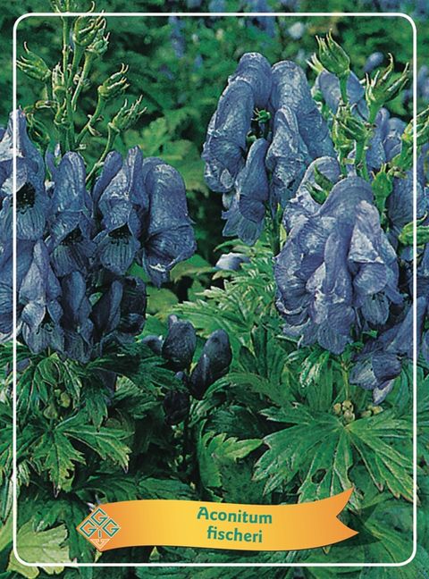 Aconitum fischeri