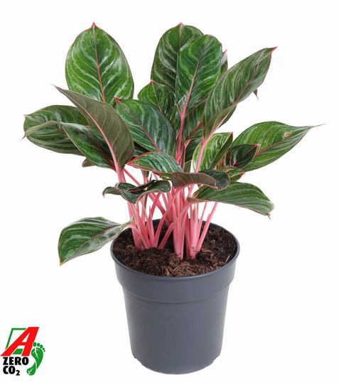 Aglaonema 'Princess'