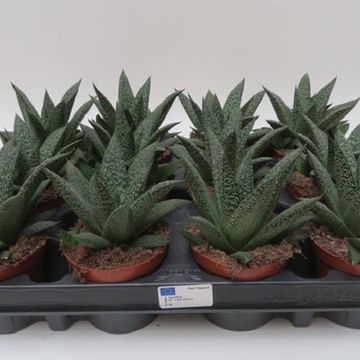 Gasteria 'Blue Moon'